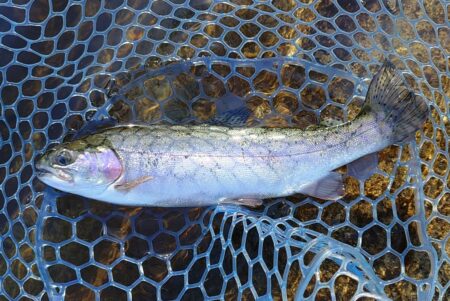 サクラマスを釣りに行ったんだが ～平谷湖フィッシングスポット～